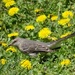 Mockingbird in the dandelions by annepann