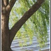 Scottsdale Pond by madamelucy