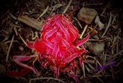 10th Apr 2015 - The Snow Plant