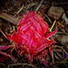 The Snow Plant by flygirl
