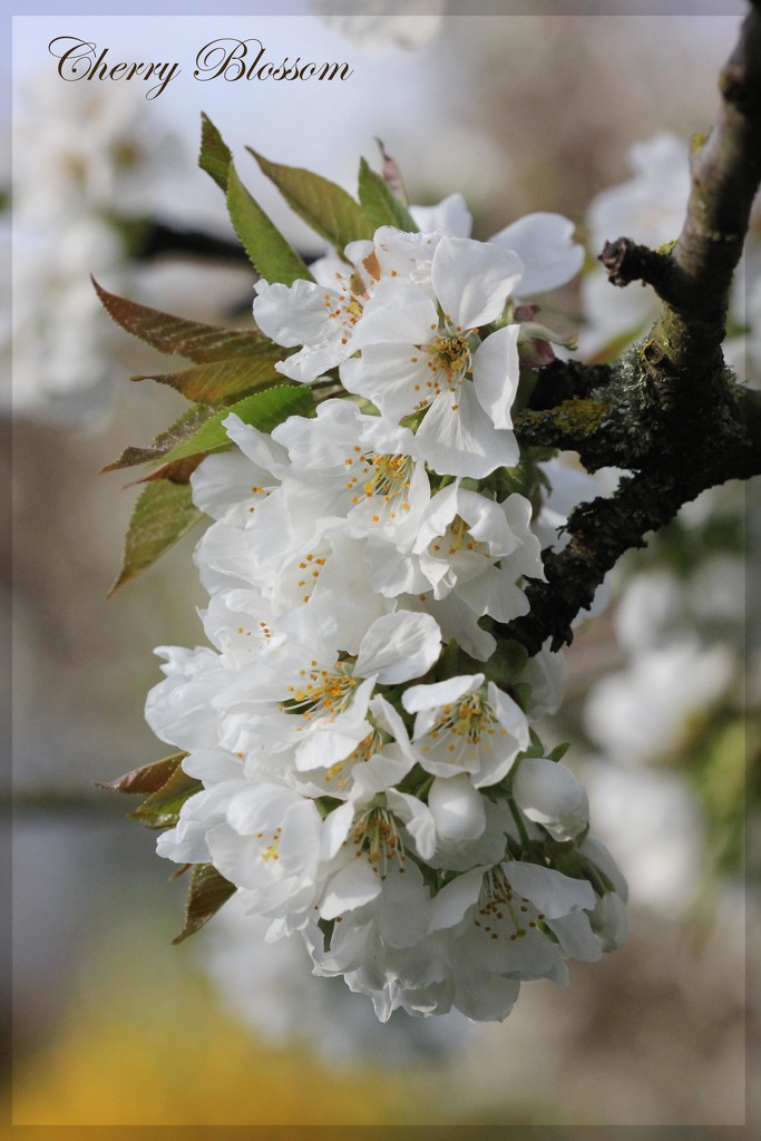 Cherry Blossom by jamibann