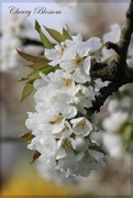 14th Apr 2015 - Cherry Blossom