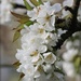 Cherry Blossom by jamibann