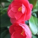 Camellia by jamibann