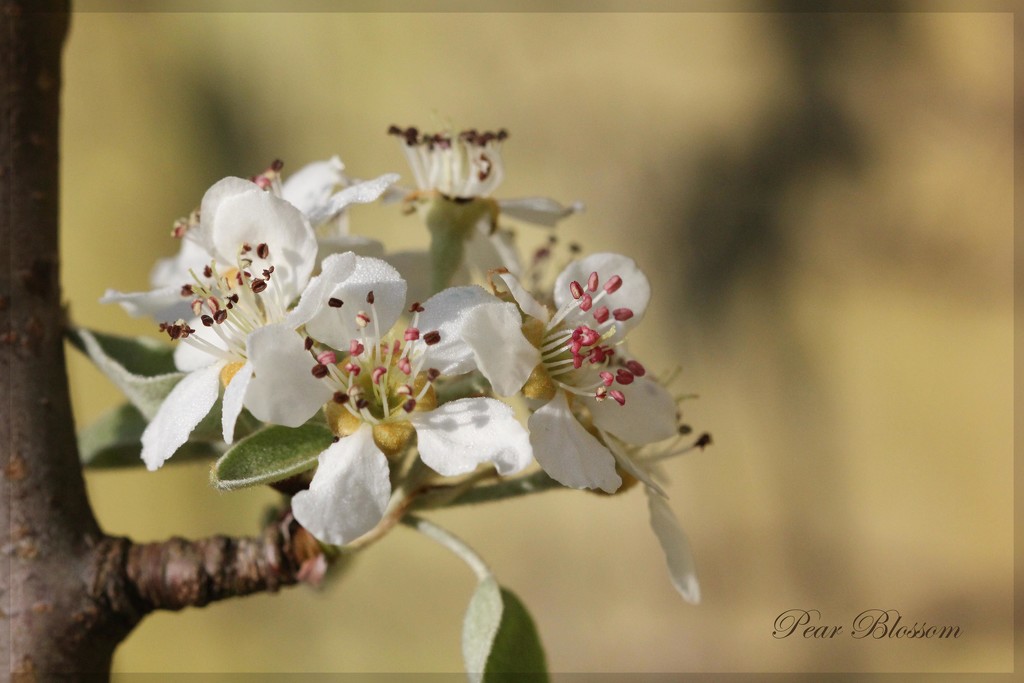 Pear Blossom by jamibann