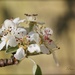 Pear Blossom by jamibann