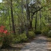 Path, Cypress Gardens, Berkeley County, SC by congaree