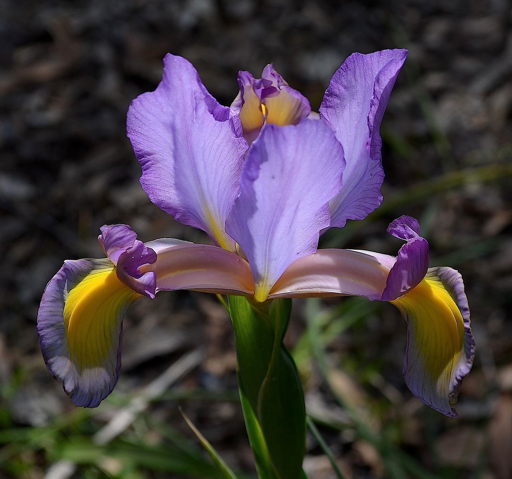 Iris, Cypress Gardens, Berkeley County, SC by congaree