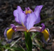 14th Apr 2015 - Iris, Cypress Gardens, Berkeley County, SC