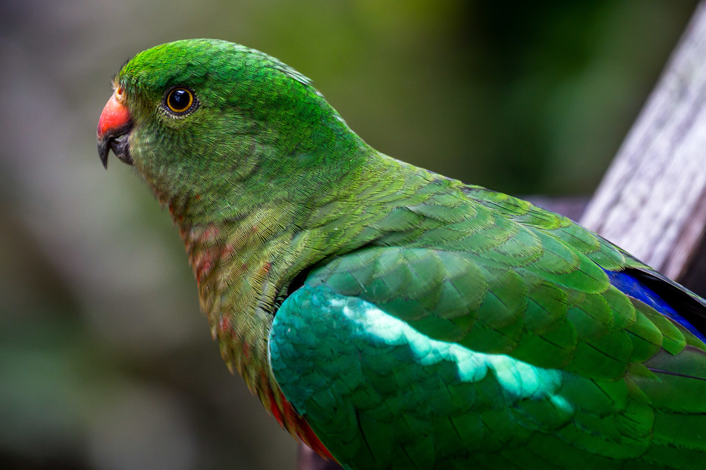Mrs King Parrot by pusspup