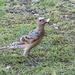 Day 11 - Great Bower Bird, Kununurra by terryliv