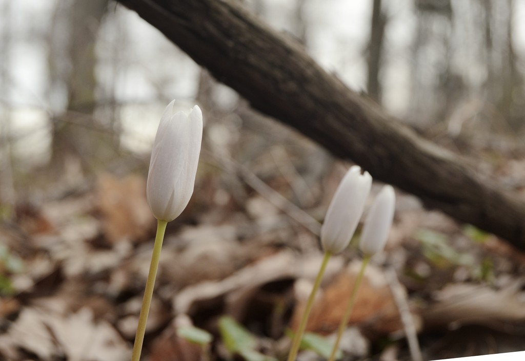 Bloodroot 3 by francoise