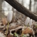 Bloodroot 3 by francoise