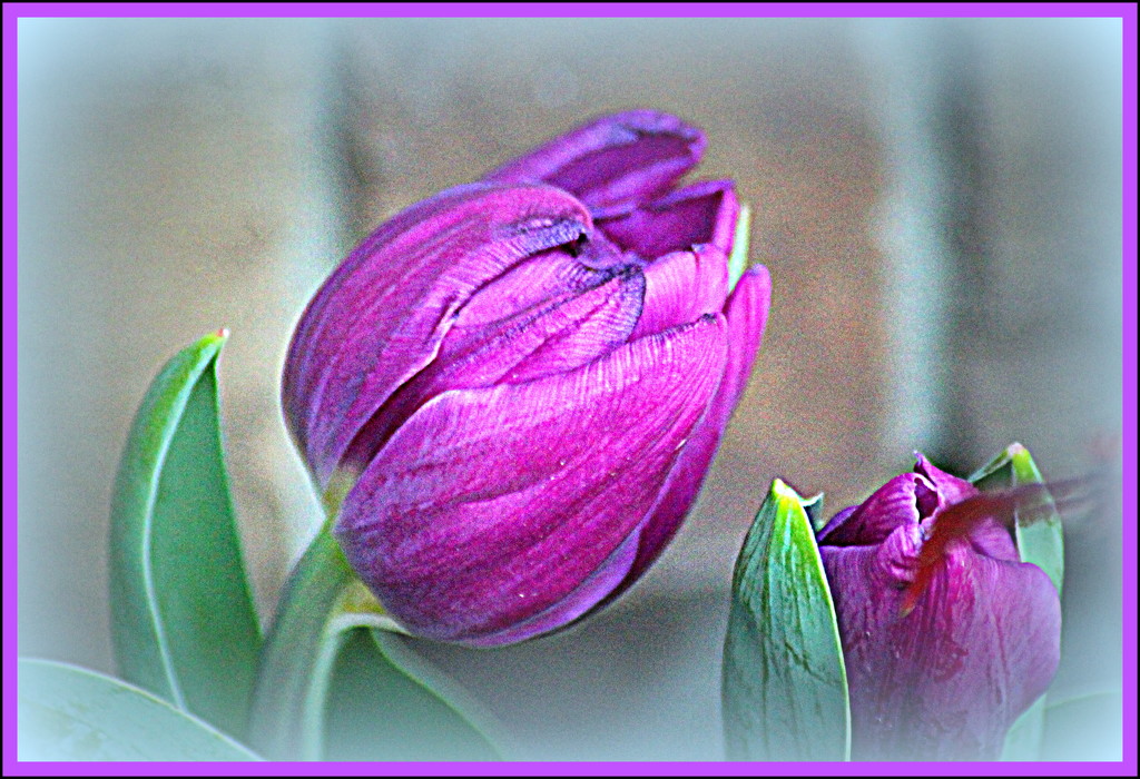 Tulip Time by vernabeth