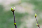 13th Apr 2015 - Lilac starting to bud