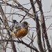 Fluffy Robin by gardencat