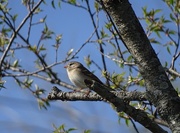 11th Apr 2015 - Field Sparrow