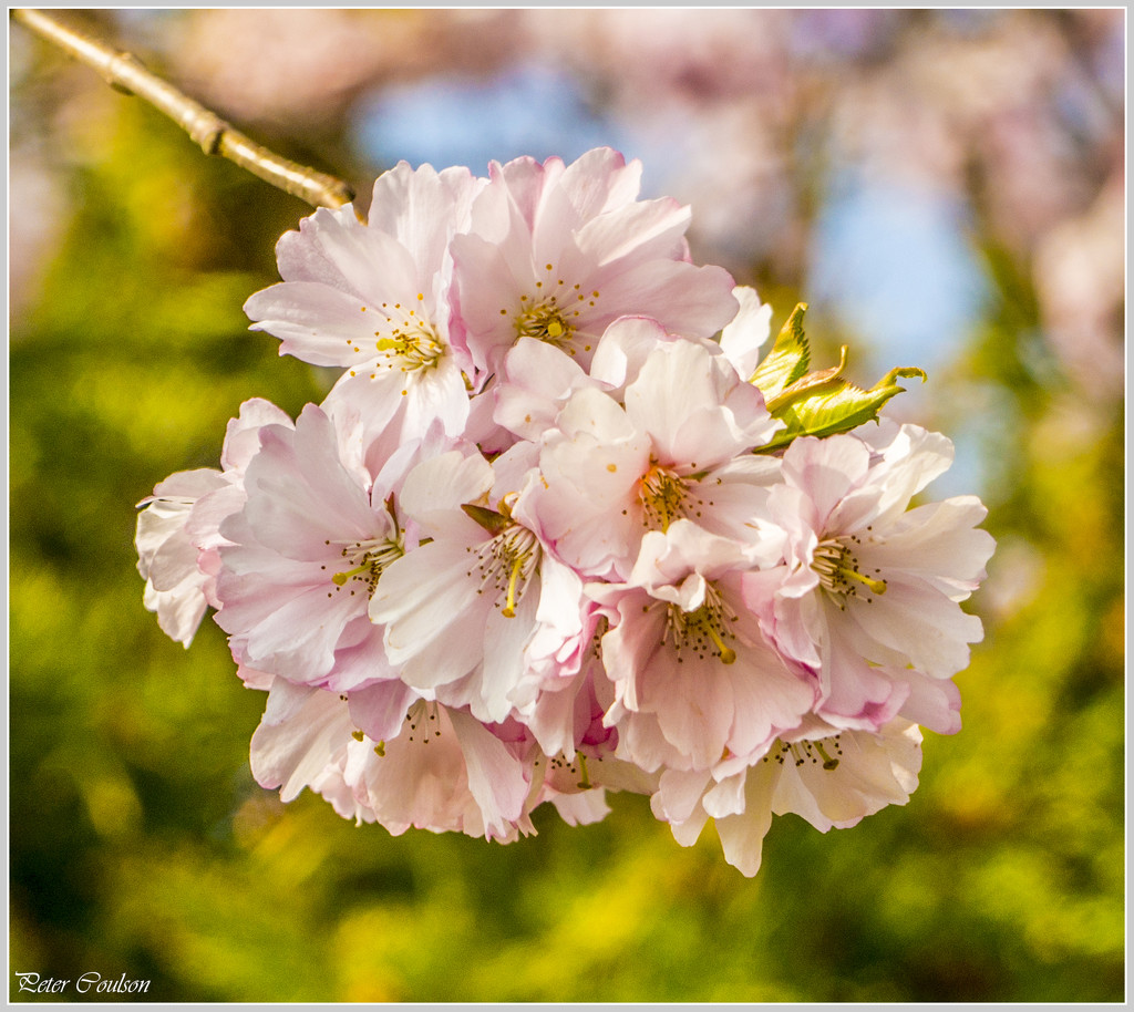 Cherry Blossom by pcoulson