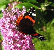 9th Aug 2014 - red admiral