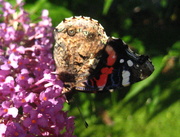 10th Aug 2014 - blue on red admiral