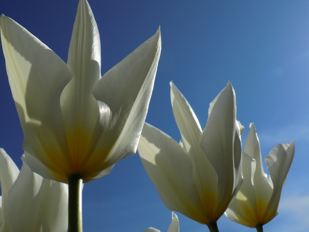 White tulips, blue sky by flowerfairyann