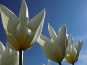 14th Apr 2015 - White tulips, blue sky