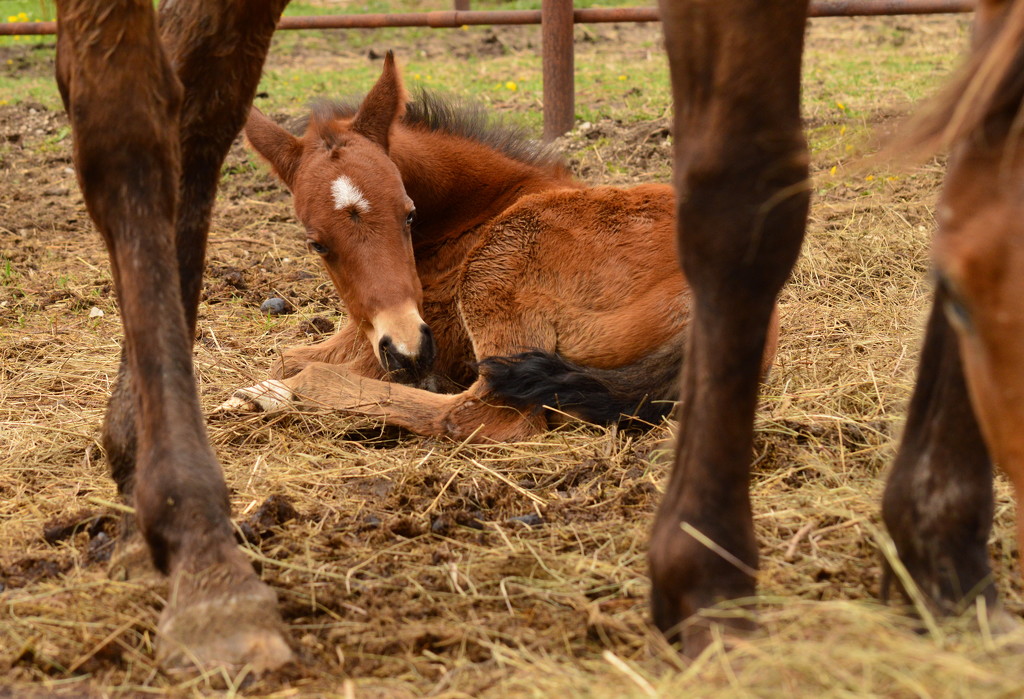 Foal Frame by kareenking