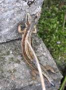 16th May 2013 - Common Lizard