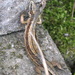 Common Lizard by steveandkerry