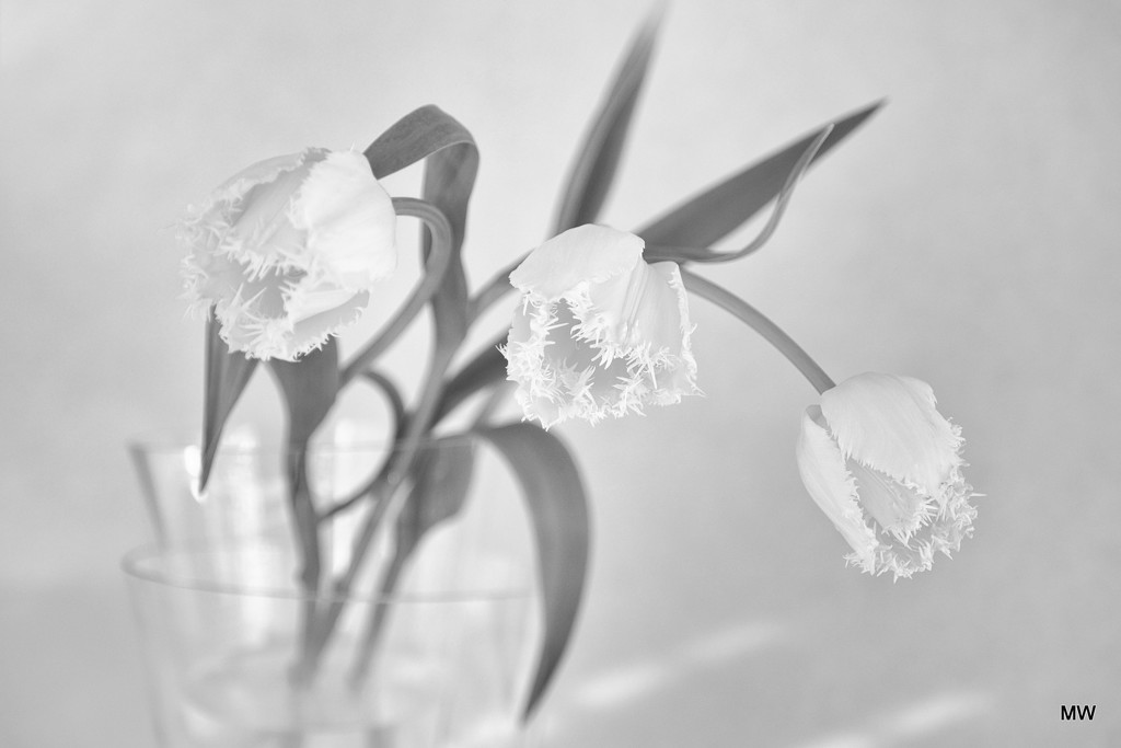 2015-04-14 fringed tulips monochrome by mona65