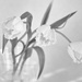 2015-04-14 fringed tulips monochrome by mona65