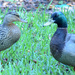 Ducks In Love by rickster549