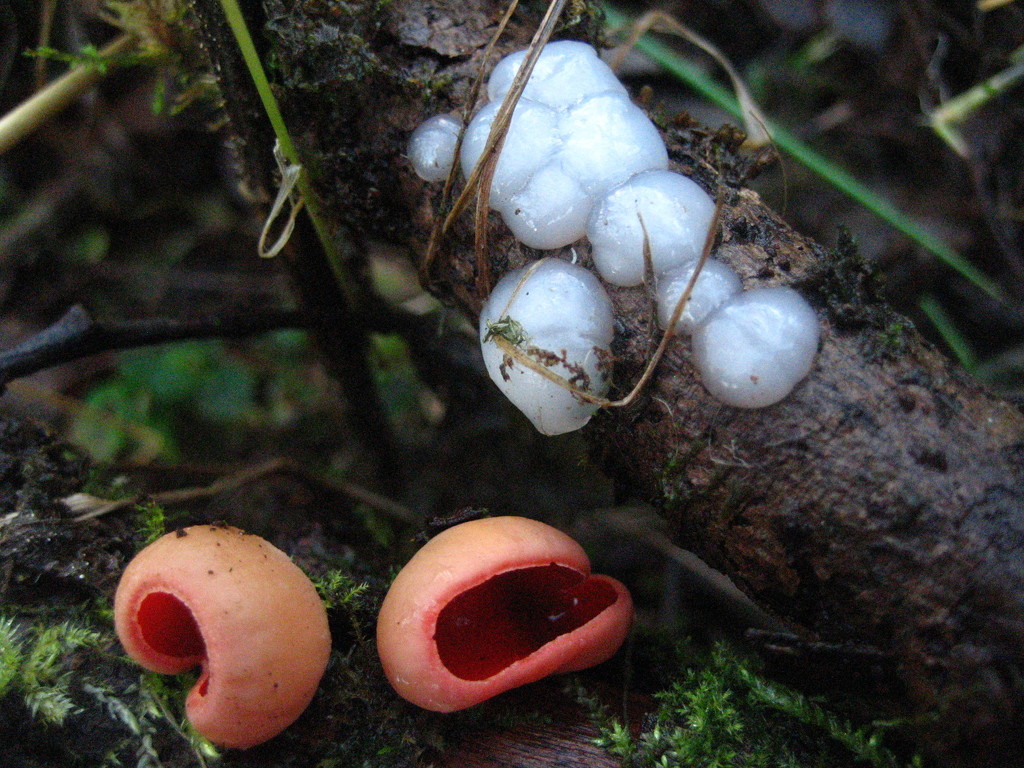 Scarlet wax cap and White Brain fungus by steveandkerry