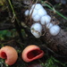 Scarlet wax cap and White Brain fungus by steveandkerry