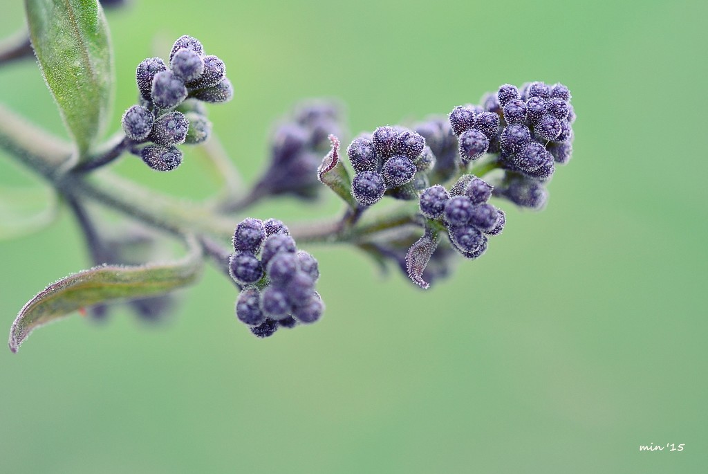 Lilac Flower Buds by mhei