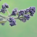 Lilac Flower Buds by mhei