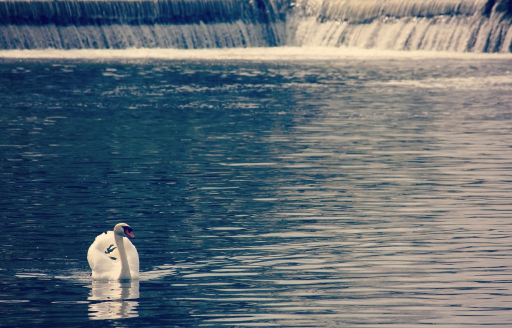 Swan at the weir by judithg