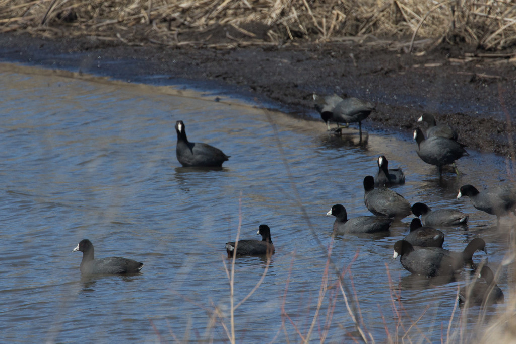 Funny old coots by lindasees