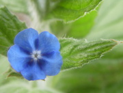 13th Apr 2015 - Forget me not