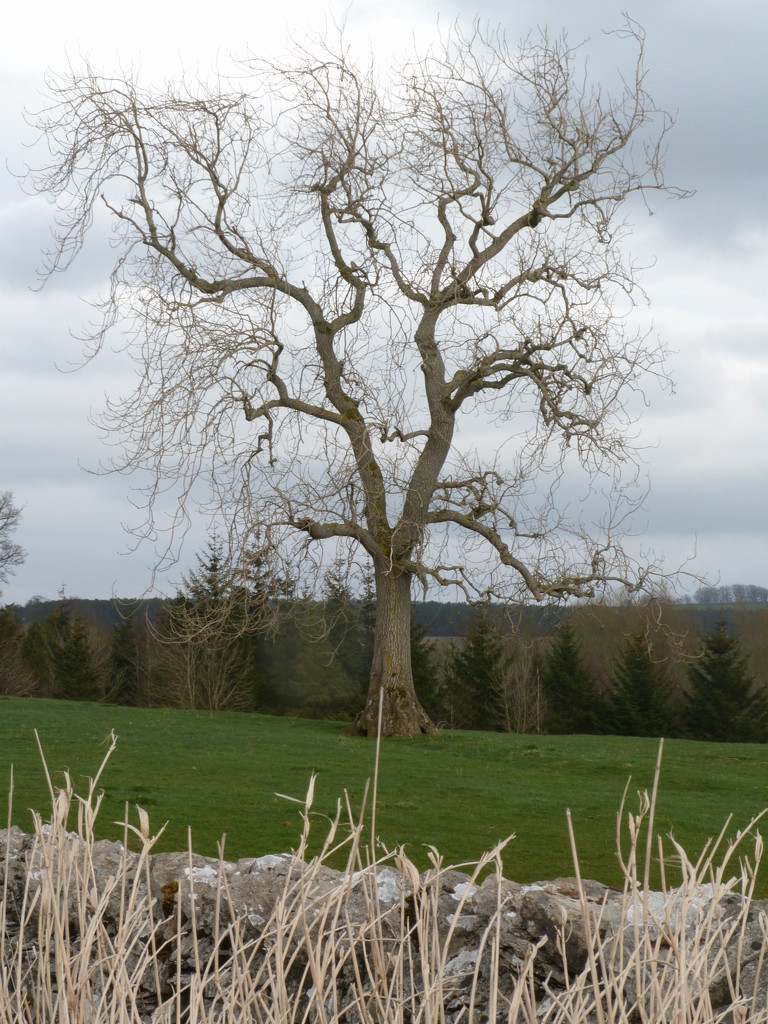 tree standing proud by shirleybankfarm