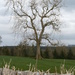tree standing proud by shirleybankfarm