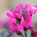 Arabis by leonbuys83
