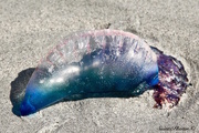 14th Apr 2015 - Man-O-War, The 'stinging jellyfish'