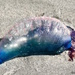 Man-O-War, The 'stinging jellyfish' by stcyr1up