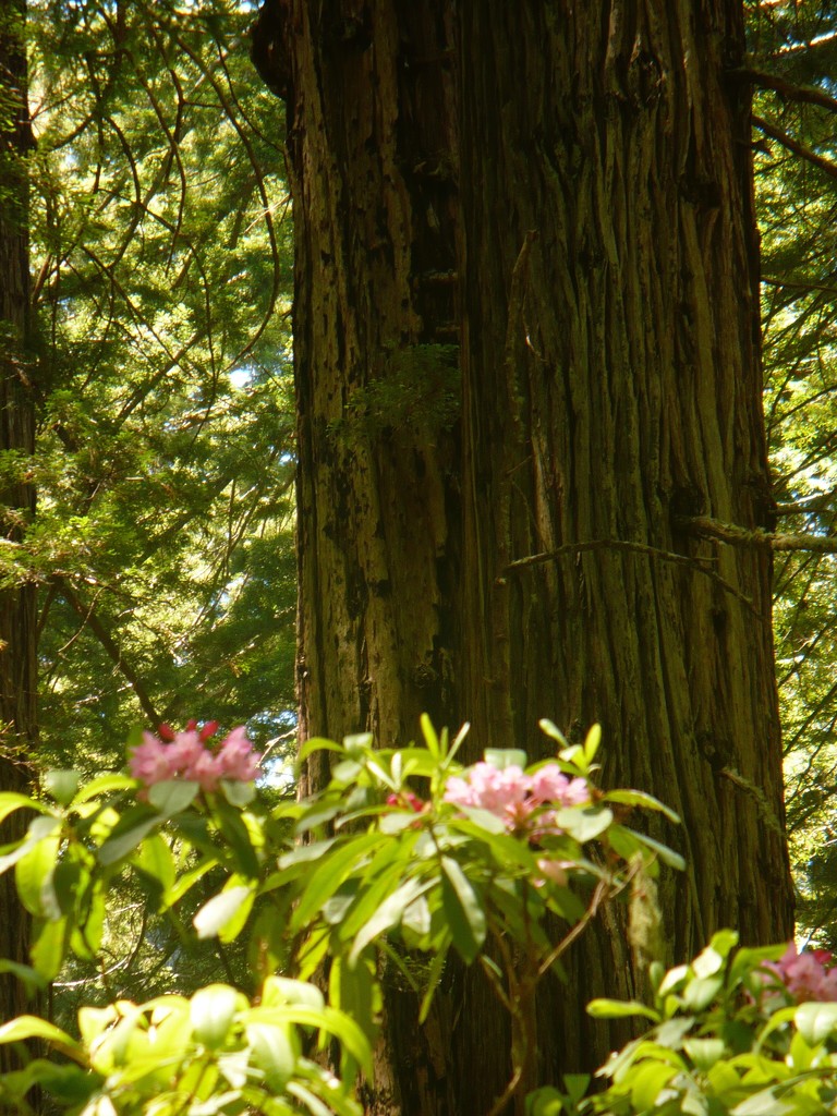 Redwoods and rhododendron by pandorasecho