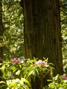 14th Apr 2015 - Redwoods and rhododendron
