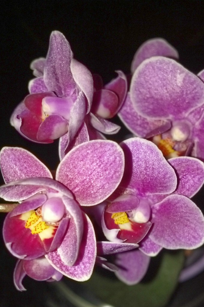 Mini Orchid by jo38