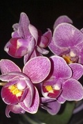 13th Apr 2015 - Mini Orchid