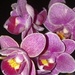 Mini Orchid by jo38