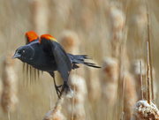 14th Apr 2015 - Red Winged Blackbird Takes Off